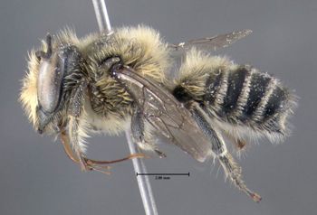 Media type: image;   Entomology 610891 Aspect: habitus lateral view